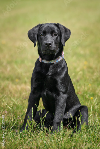 Black Labrador puppy sitting in a field in Wiindsor Great Park portrait