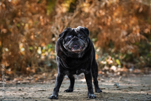 Black Pug dog at Lightwater Country Park in the autumn