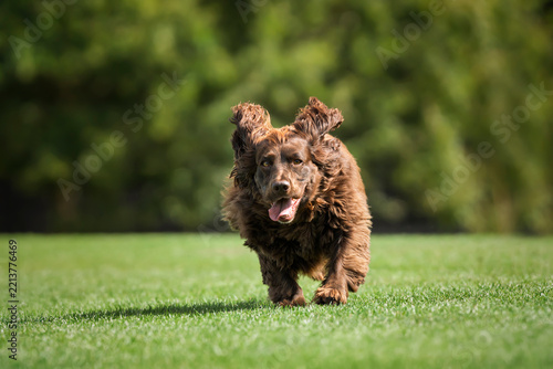 Brown cocker spaniel on Smiths Lawn in Windsor Great Park on a run with ears up