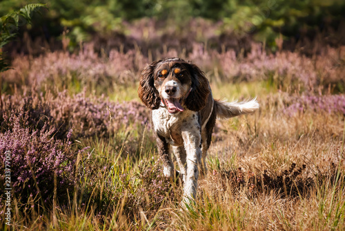 Liver brown and white springer spaniel in summer in the Ascot Forest with summer heathers