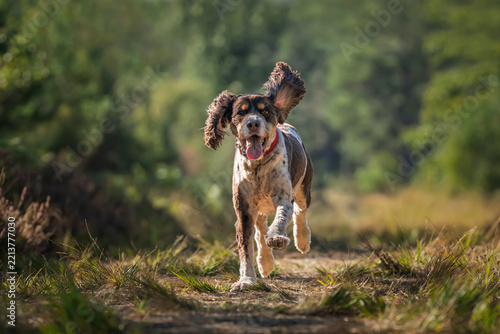 Liver brown and white springer spaniel in summer in the Ascot Forest flying on a fast run