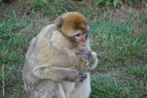 Barbary macaque