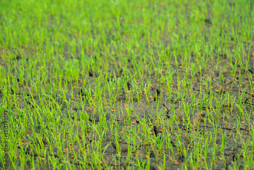 Top view of drought affected rice field because of global warming and climate change. Drought-stricken rice field on a winter morning. Global warming concept.