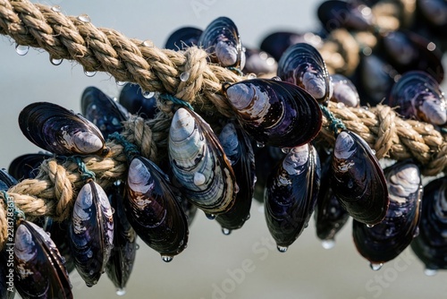 Fresh mussels hang from thick ropes on aquaculture farm in ocean. Blue shellfish clusters grow on suspended lines in seawater. Sustainable seafood production shows organic marine life in natural