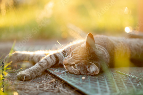 Tabby cat lying relaxed on ground outdoors illuminated by golden hour warm sunset sunlight, atmospheric pet portrait.