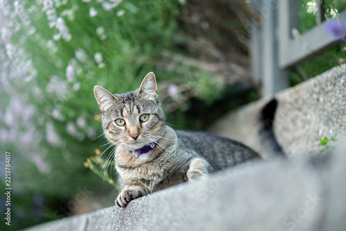 Tabby cat in purple collar lying on concrete step in garden looking at camera, outdoor pet portrait.