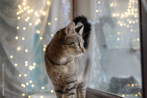 Cute tabby cat looking out the window with fairy lights bokeh in background, festive cozy mood.