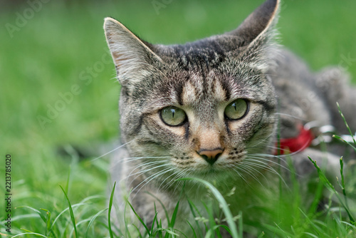 Close up portrait of tabby cat in red collar crouching in green grass looking attentively at camera, hunting instinct concept.