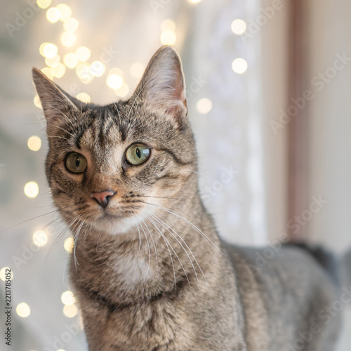 Cute tabby cat looking out the window with fairy lights bokeh in background, festive cozy mood