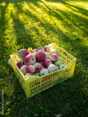 Apples in yellow crate on green farm grass