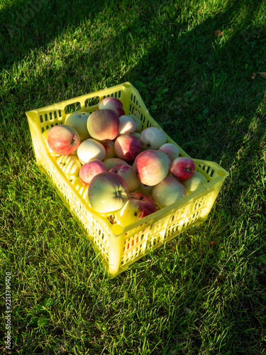 Freshly harvested apples in yellow crate on green garden grass during sunset