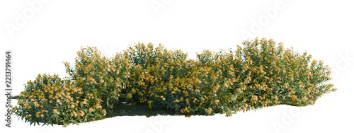 Hypericum monogynum tree shrub, plant bush, cutout, isolate transparent background, Blooming Forsythia Hedge - Lush Greenery and Vibrant Yellow Flowers for Spring Landscapes