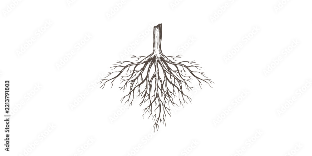 Naklejka premium Vintage hand drawn botanical sketch of underground tree roots with detailed organic natural texture vector illustration.