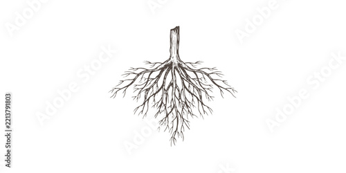 Vintage hand drawn botanical sketch of underground tree roots with detailed organic natural texture vector illustration.