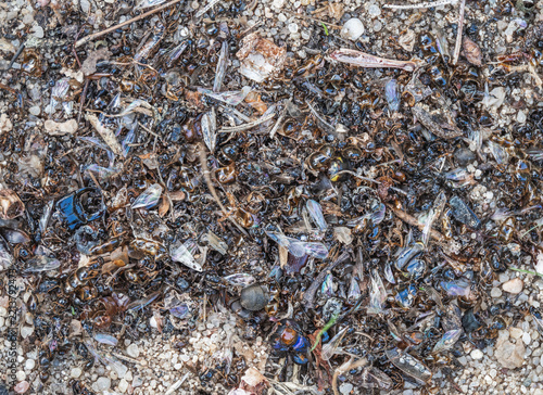Fotografie Zu sehen sind ein Ameisenmüllplatz und Ameisenfriedhof, an dem tote Insekten und Insektenteile abgelegt werden
