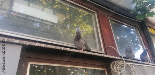 Obraz na plátně group of pigeons