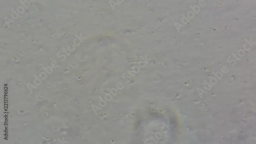 Microscopic View of Household Bacteria and Microorganisms Under 600x Magnification