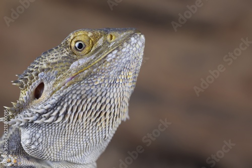 Bearded Dragon (Pogona Vitticeps) adult lizard animal head portrait, England, United KIngdom, Captive