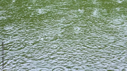 Rain Ripples and Fine Waves on a Pond Surface