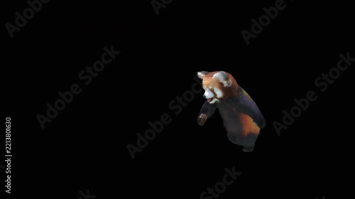 Cute 3D animated red panda dancing rumba with alpha channel. Cartoon animal character isolated for compositing, motion graphics, video editing, and digital content creation.