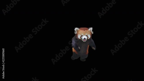 Cute 3D animated red panda dancing rumba with alpha channel. Cartoon animal character isolated for compositing, motion graphics, video editing, and digital content creation.