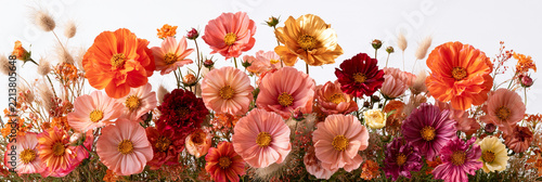 Rosa, orange und rote Zinnien-Blüten als Blumenfeld vor hellem Hintergrund