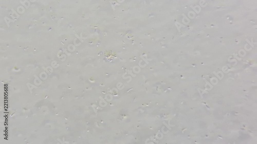 Microscopic View of Household Bacteria and Microorganisms Under 600x Magnification
