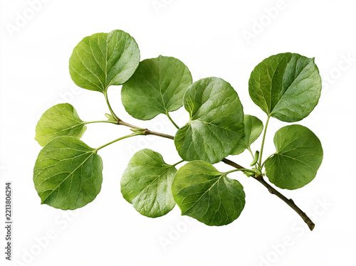 植物の枝葉
