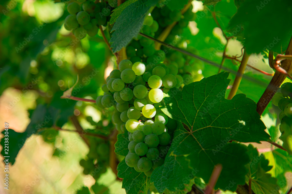 Naklejka premium A detailed macro close up photograph showing bunch of green grapes hanging on grapevine branch with leafy bokeh background in sunny vineyard