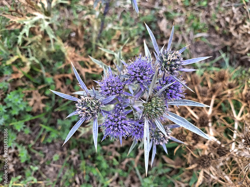 vibrant cluster of purple thistles in the countryside