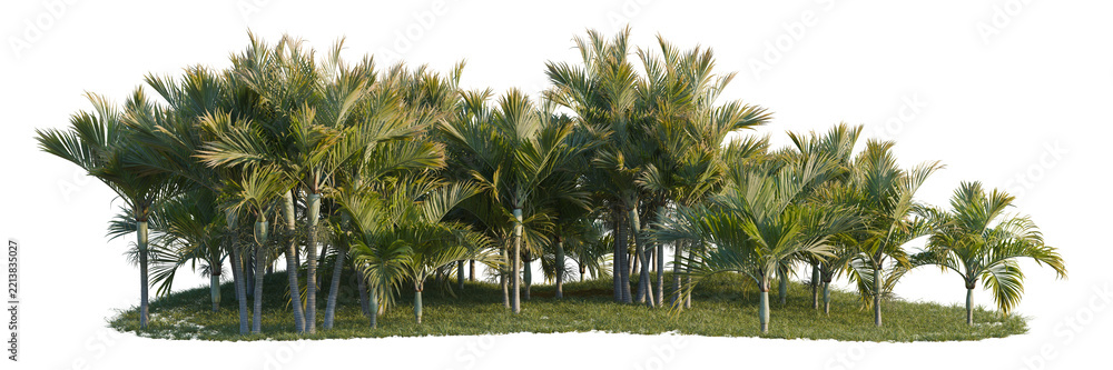 Naklejka premium Hedyscepe canterburyana tree line, Forest Edge, Backdrop cutout, isolate transparent background, Group of tropical palm trees with green foliage on a patch of grass, isolated