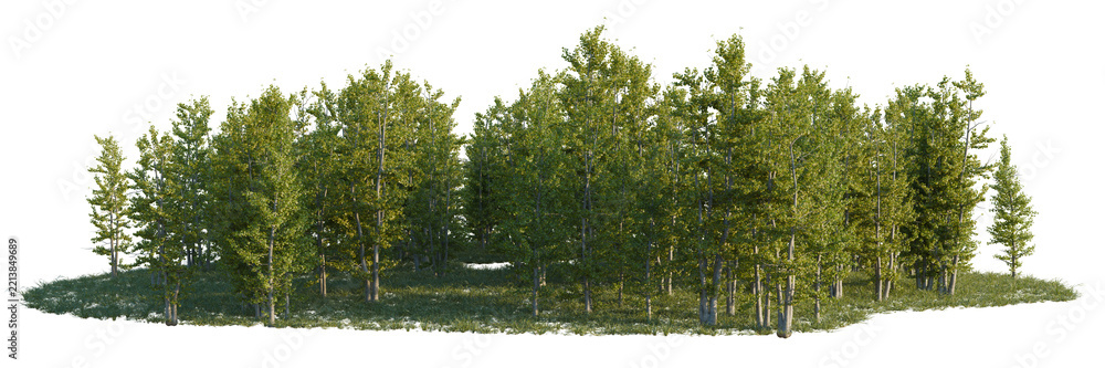 Fototapeta premium Ginkgo biloba tree line, Forest Edge, Backdrop cutout, isolate transparent background, Detailed forest landscape with lush green trees and vibrant grass, perfect for nature backgrounds.