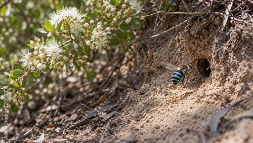 A bee hovers near a burrow entrance in dry sand while white flowering bushes bloom beside the sandy bank, creating a natural outdoor scene with green foliage and dry debris