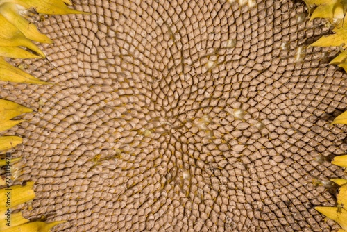 Sunflower seeds texture macro closeup background with yellow petals border
