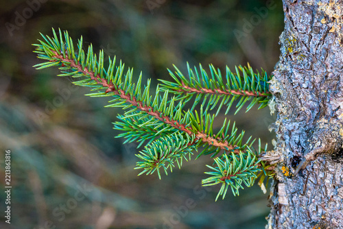 Close up view of a spruce branch with bright green needles attached to a textured tree trunk.