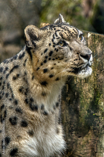 Photography Snow Leapord from Buffalo Zoo
