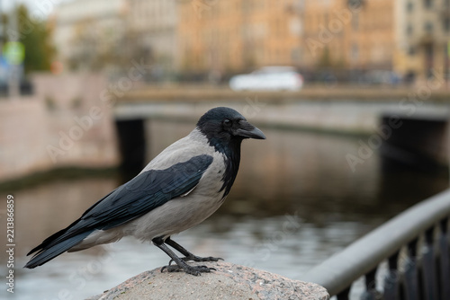 Hooded crow in profile on stone post with city canal and bridge in background