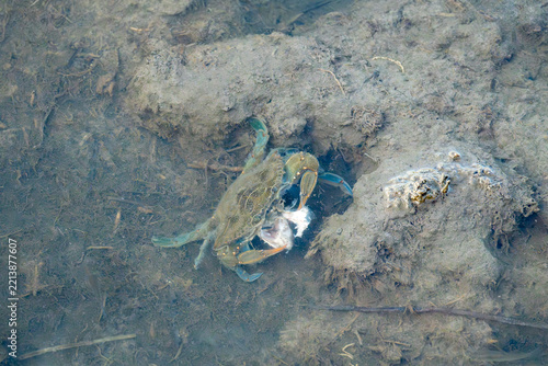 Blue crab eating in shallow muddy water at Assateague