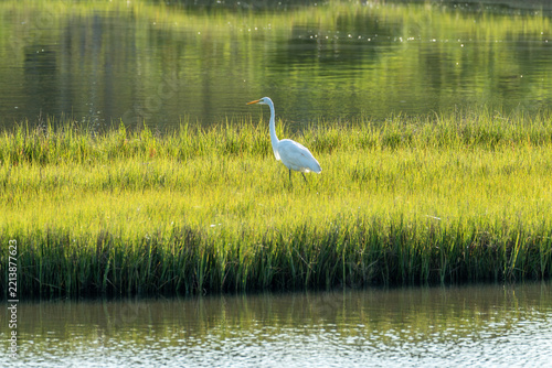 Egret walking through tall wetland grasses at Assateague in the morning sun