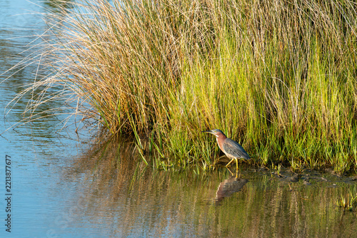 Green heron hunting along the water's edge in front of tall grasses