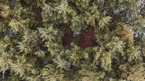 Pine trees texture seen from bird eye view