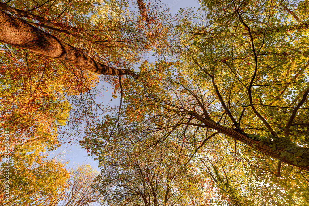 Fototapeta premium Dream vibrant autumn tree canopy fiery orange red leaves looking up bright blue sky fall foliage woodland. Peaceful seasonal nature landscape. Scenic forest wellbeing meditation calming serene art