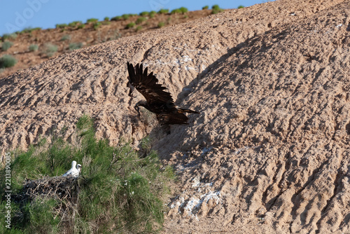 Adult of Eastern Imperial Eagle (Aquila heliaca) arriving to the nest with two chicks