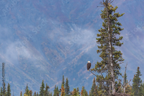 Bald eagle perched in evergreen tree in front of misty mountains