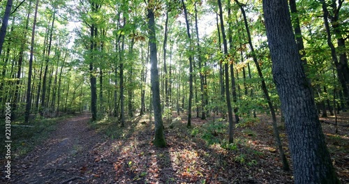 Wide angle shot of morning light in a forest