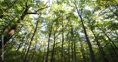 Wide angle shot of morning light in a forest