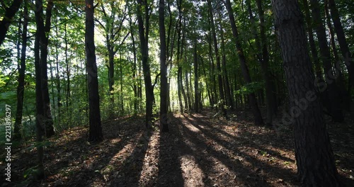 Wide angle shot of morning light in a forest