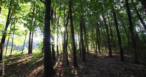 Wide angle shot of morning light in a forest