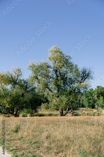 Green and yellow autumn tree foliage