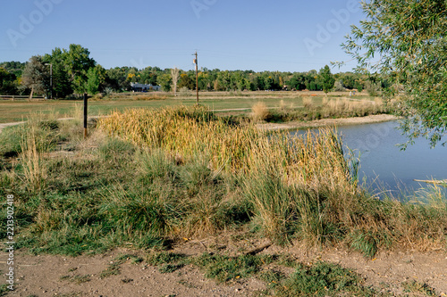 Pond shoreline with reeds and autumn trees